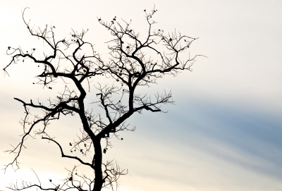 dying tree dying tree