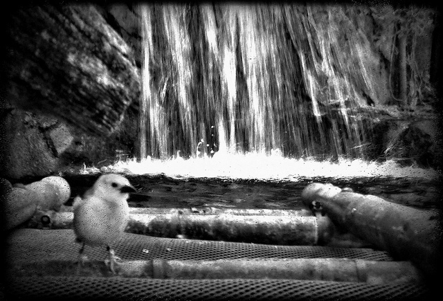 waterfall bird