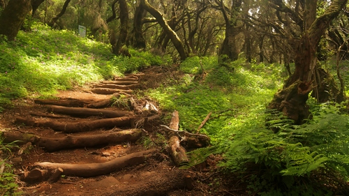 Forest stairs