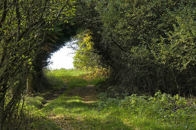 eden