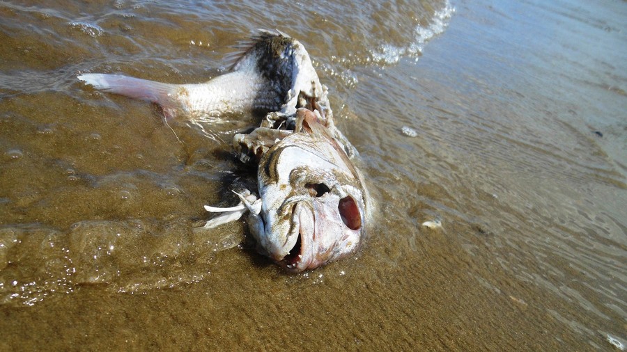 dead fish