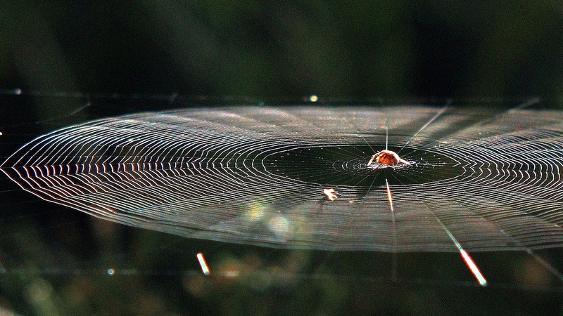 Image: sebastien lebrigand via Flickr