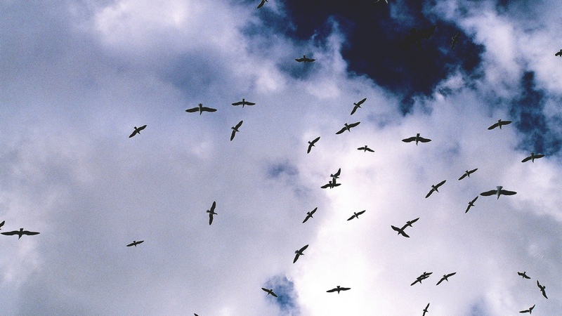 Image: justine-reyes via Flickr