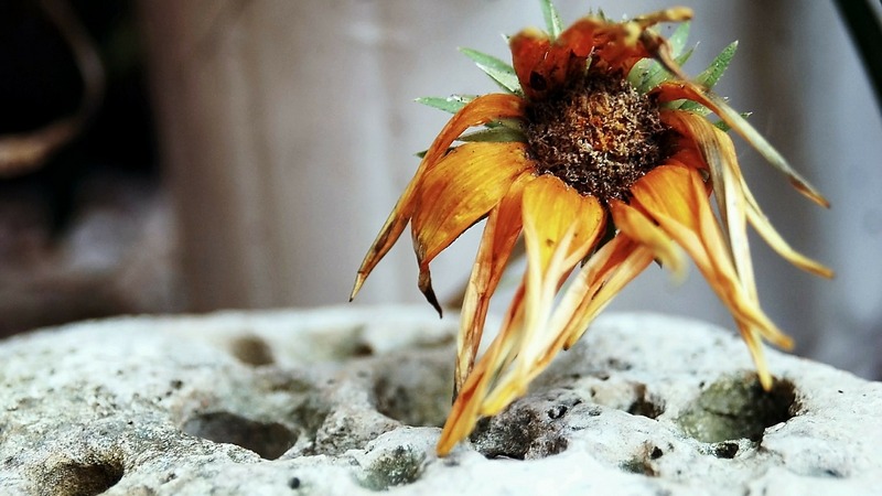 Image: Pixabay.com