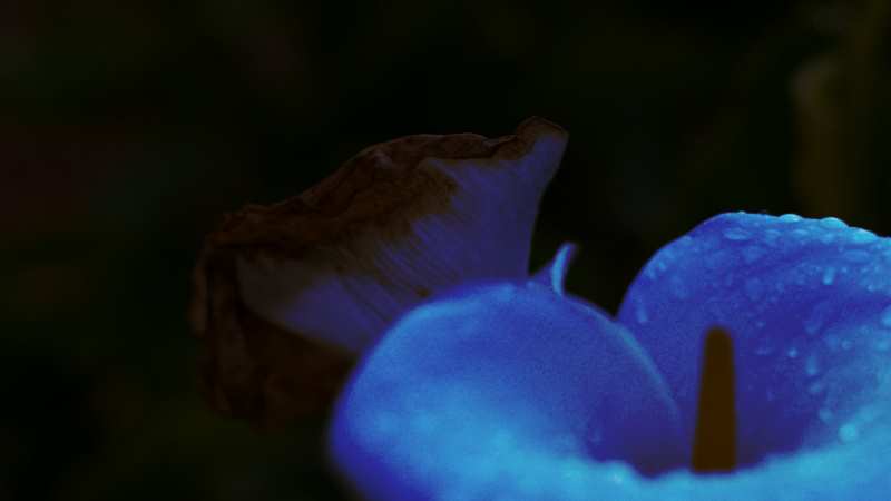 The colour blue