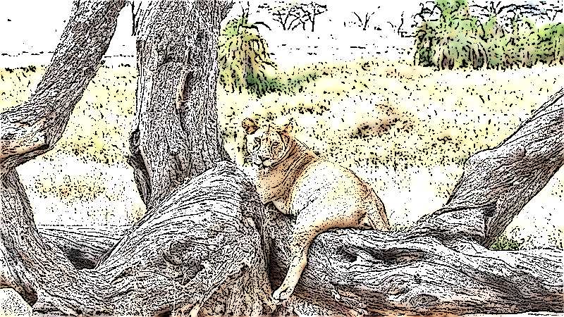 Serengeti