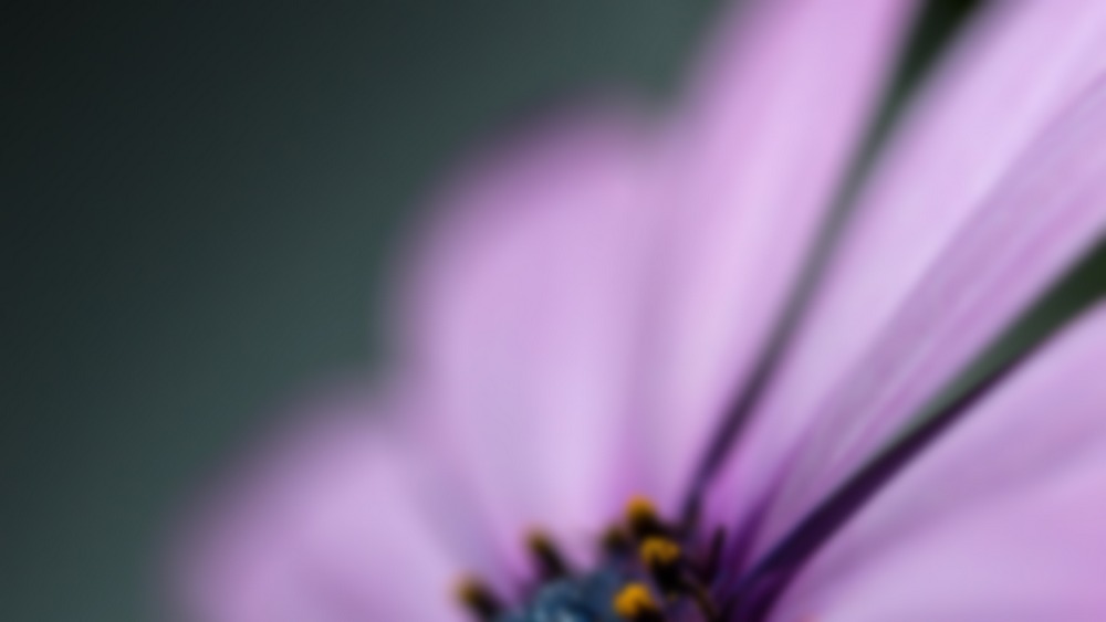 Purple petals