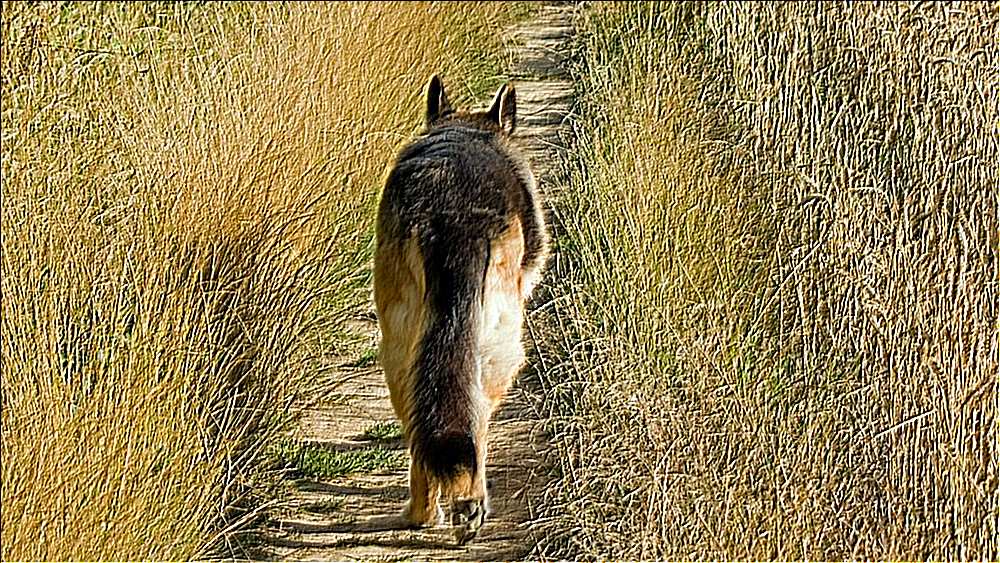 alsatian