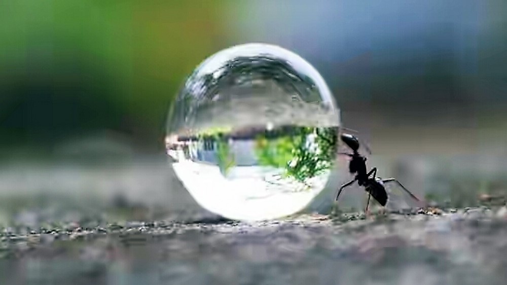ant