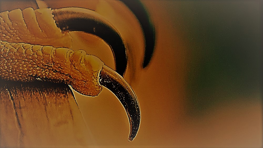 hawk's claws