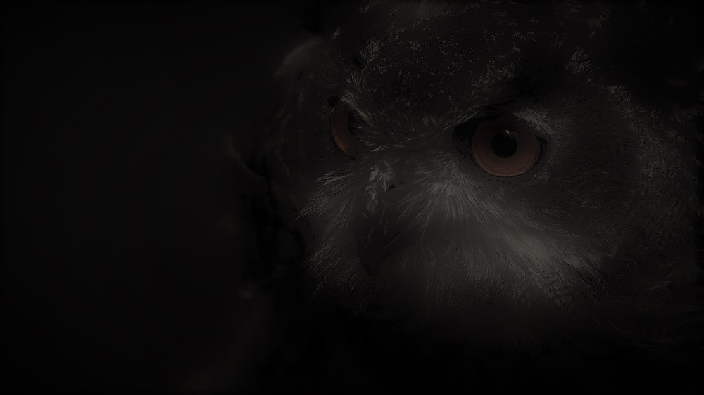 owl