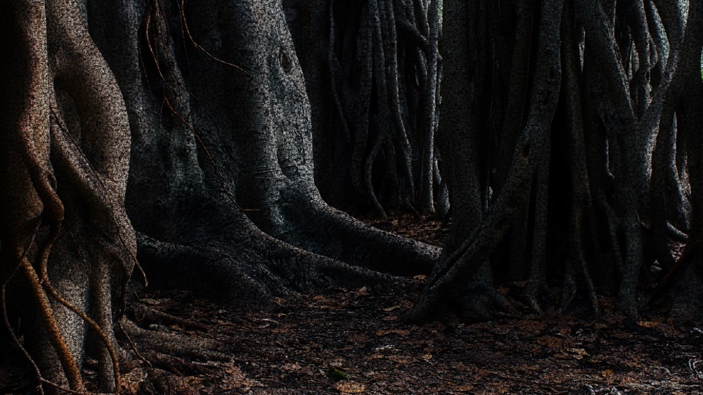 forest of silence