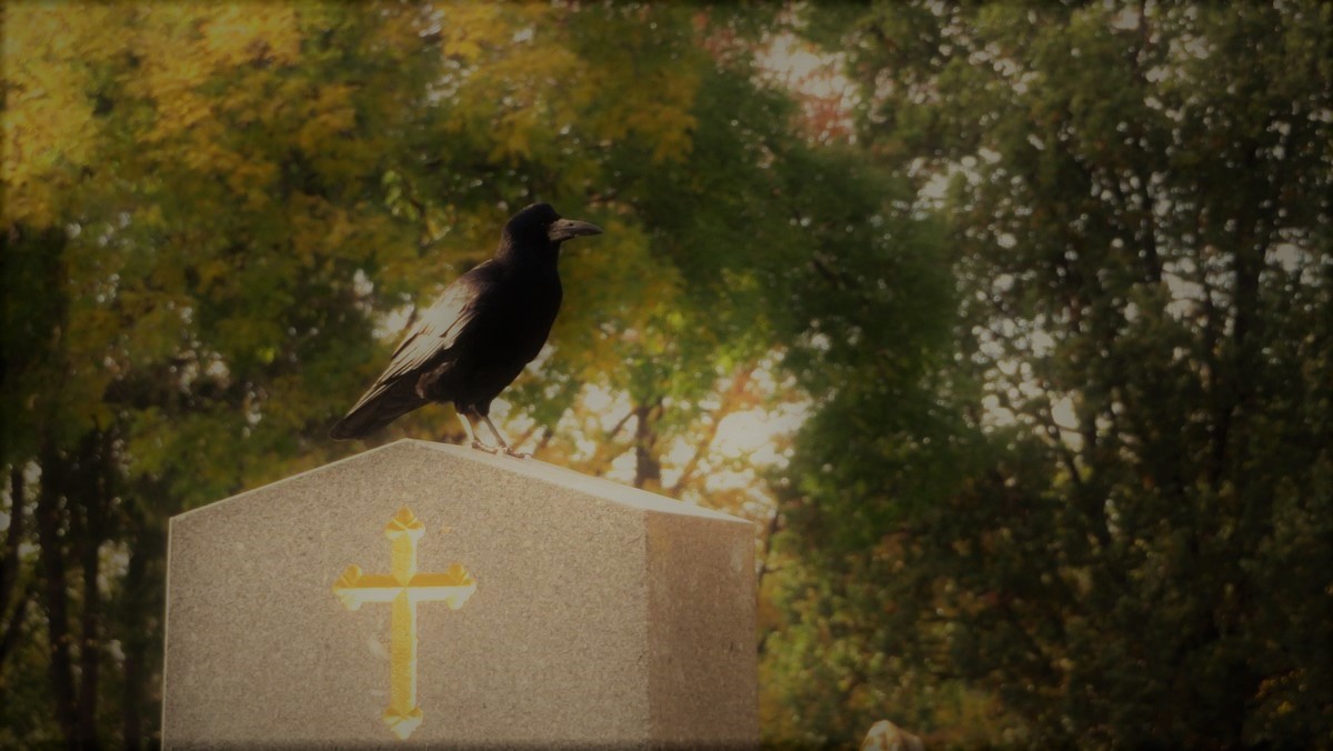 crow