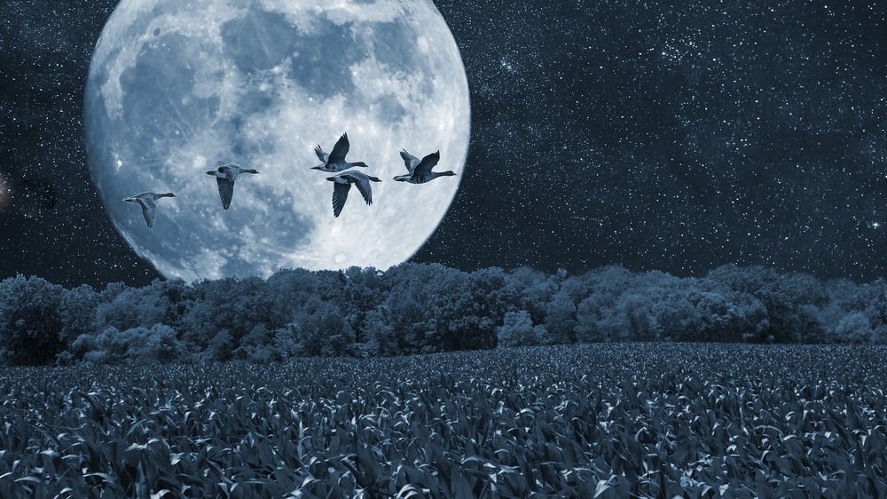 moonscape