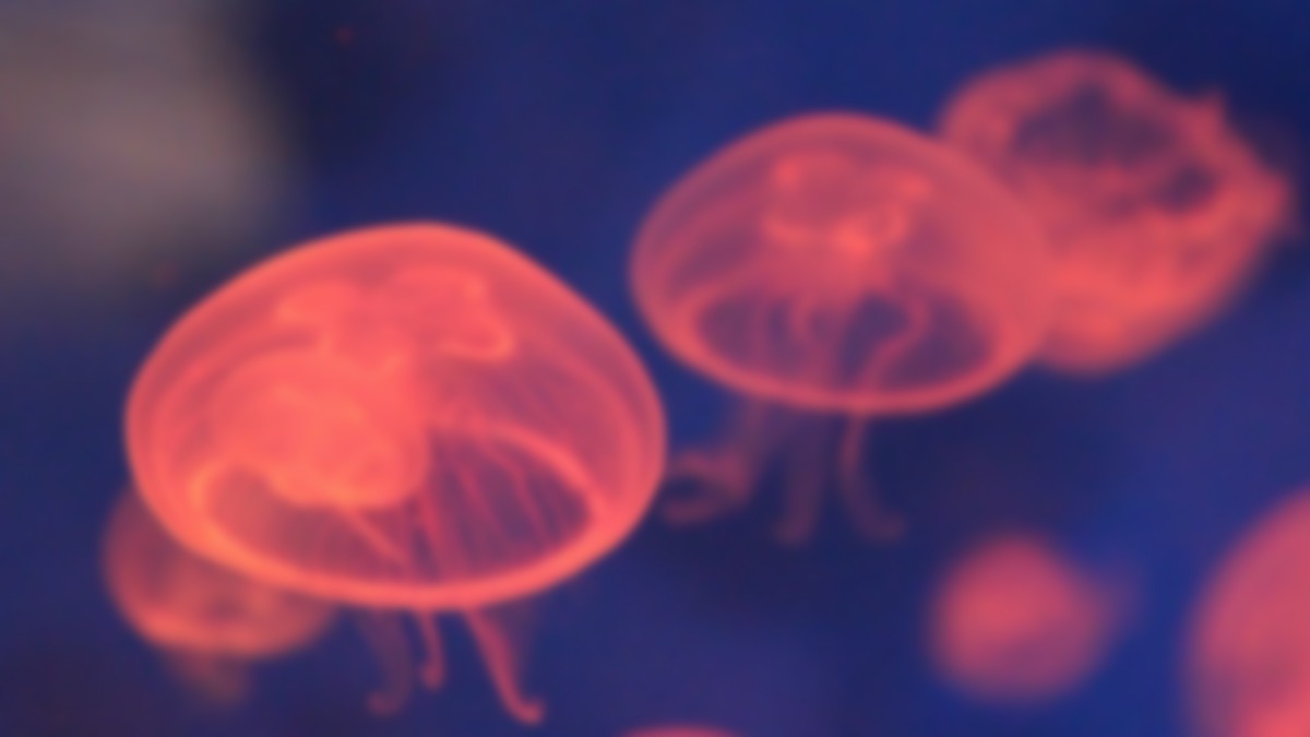 jellyfish